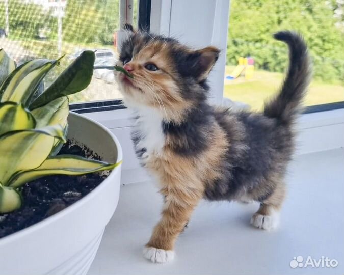 Мэрси - пушистая котенок-девочка, трехцветка в дар