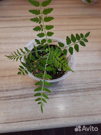 Комнатные растения