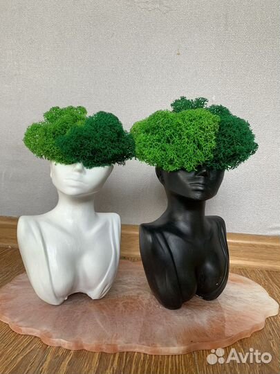 Стабилизированный мох в кашпо lady