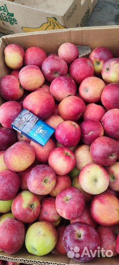 Яблоки опт и розница