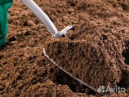 Перегной коровяк