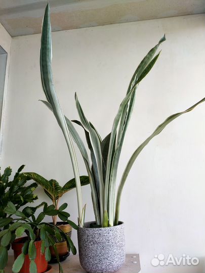 Сансевиерия Металлика