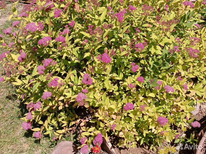 Спирея Японская и Голд принцесс