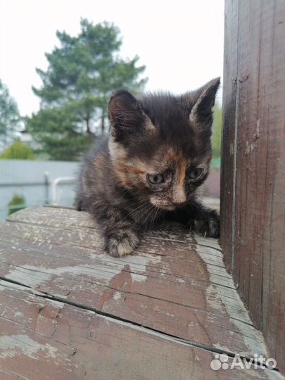 Котята 1,5 месяца