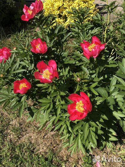 Гортензия Вимс Ред, хосты, ирисы