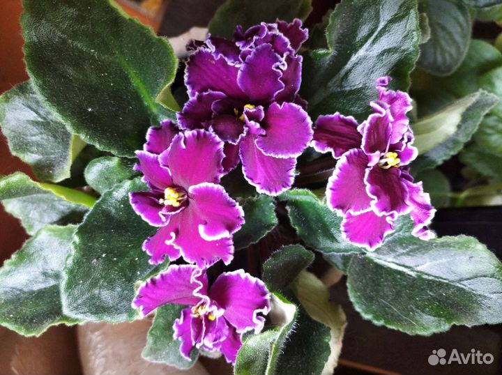 Фиалка домашний цветок