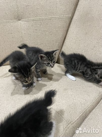 Котята бесплатно