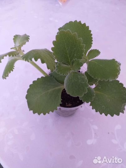 Комнатные растения