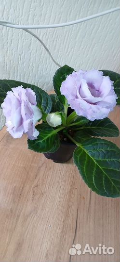 Глоксиния махровая