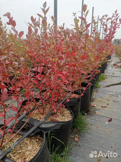 Саженцы голубики