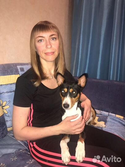 Домашняя передержка собак