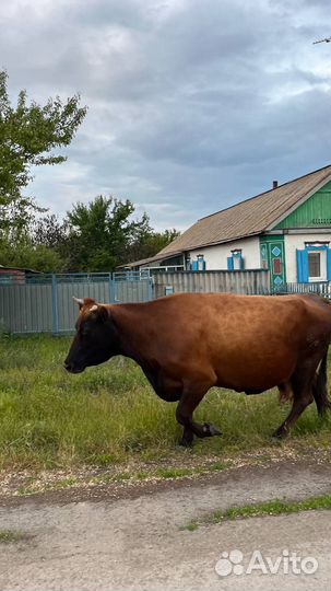 Корова стельная