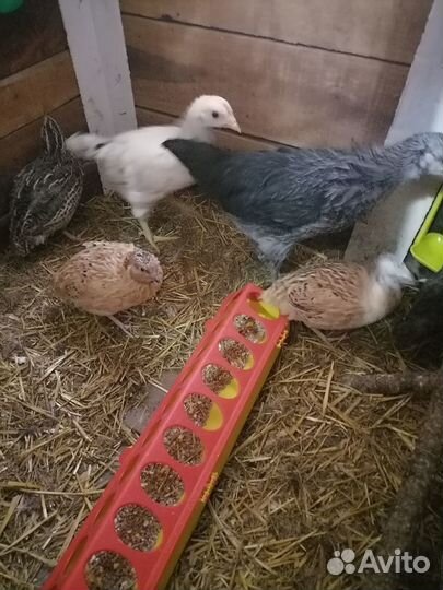 Самцы перепелов. Яйцо инкубационное и столовое