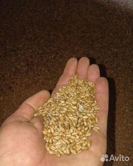 Зерно пшеница 5 клас
