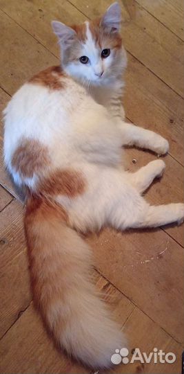 Кошка в дар