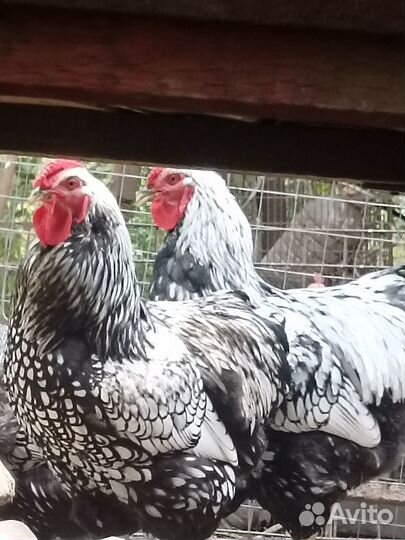 Петухи - Виандот серебро, Оргпингтон палевый