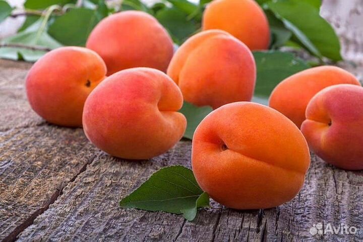 Абрикос Огни Челябинска - крупный 40 г