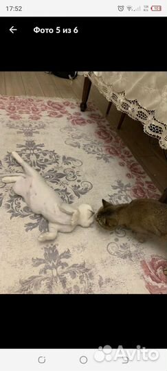 Серебристая шиншилла