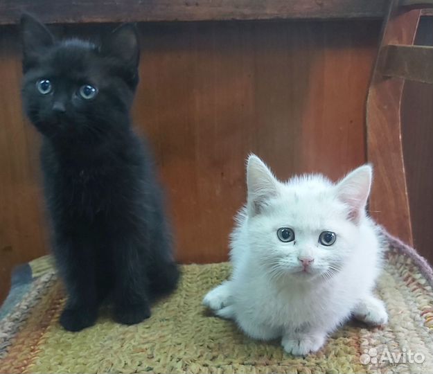 Кошечки в дар