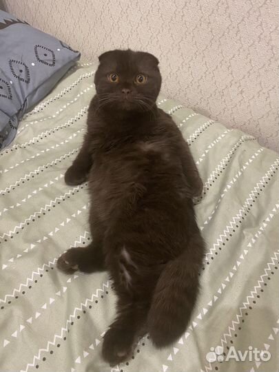 Отдам кота в добрые руки