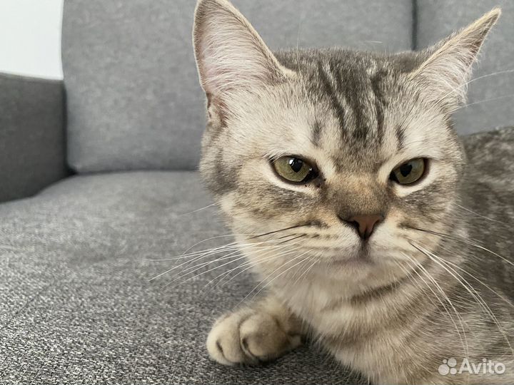 Кошка британка