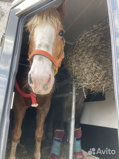 Конеперевозки Перевозка лошадей и коров