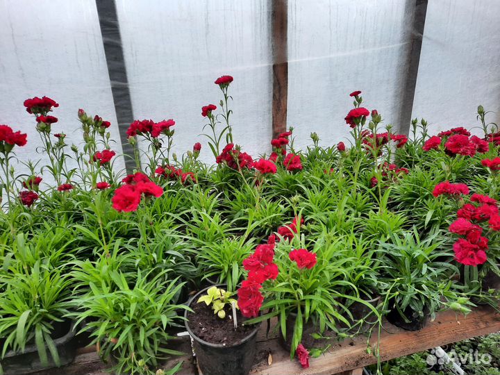 Гвоздика ампельная