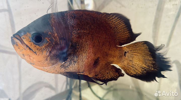 Астронотус