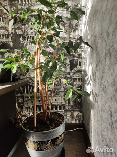 Фикус Бенджамина