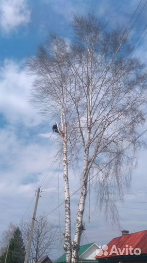 Спил деревьев, расчистка планировка участков