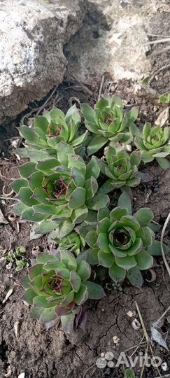 Каменные розы