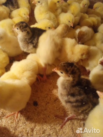 Индюшата,утята, бройлер