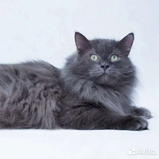 Пушистый котик Мишка в добрые руки