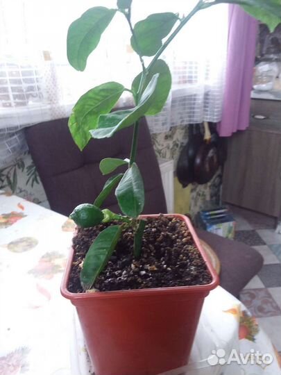 Лимон Мейра с лимоном