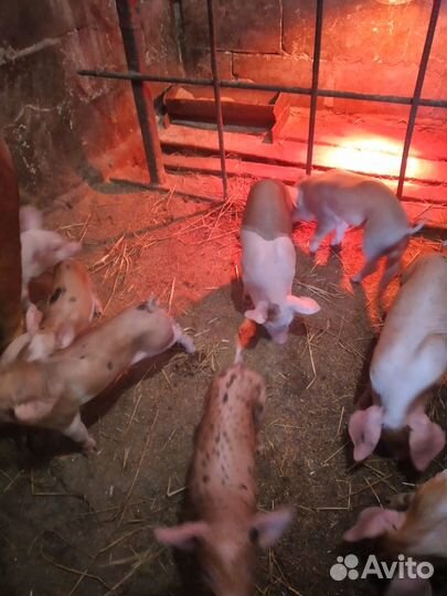 Поросятки разных пород