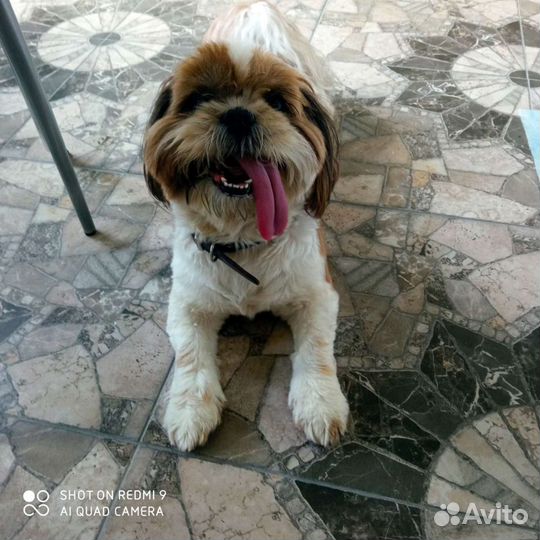 Передержка для собак