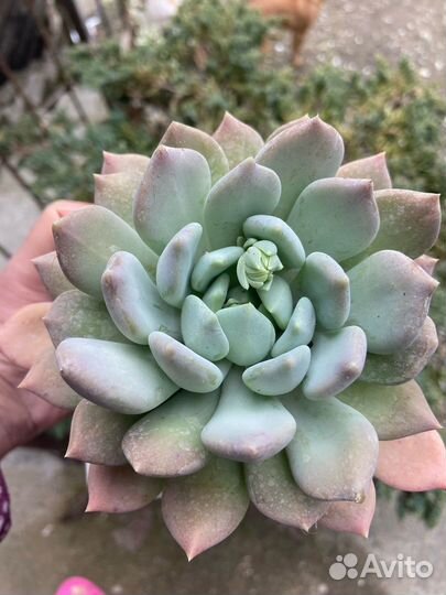 Суккуленты