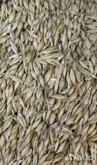 Зерно пшеница ячмень