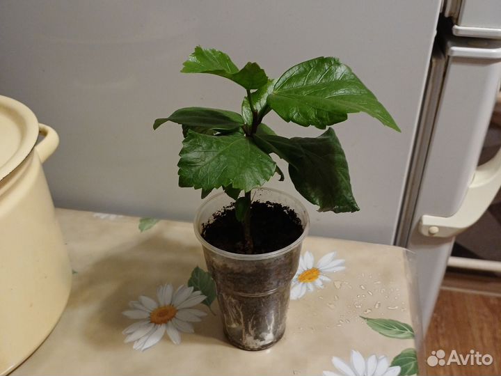 Сортовые гибискусы