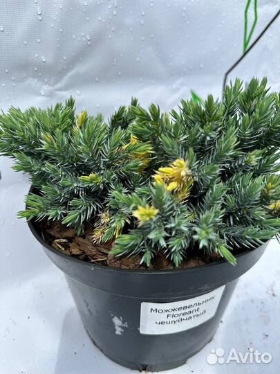 Можжевельник Floreant