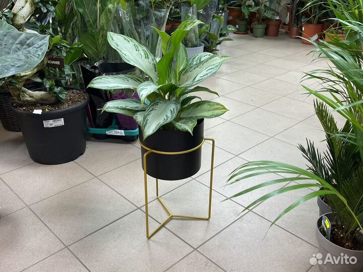 Аглаонема Крупный Куст