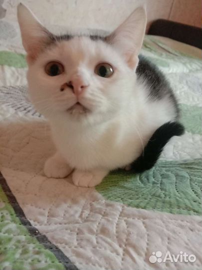 Кошка в дар бесплатно