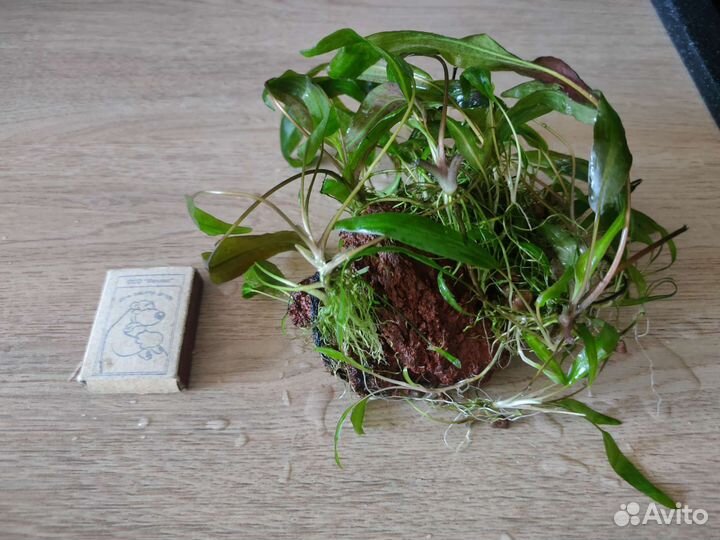 Аквариумные растения прополка