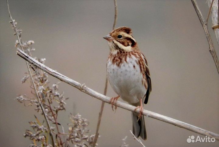 Ремез осенний. самец. птица