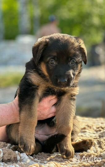 Чистокровные щенки немецкой овчарки