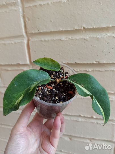 Рангсан, Дейкей сплеш, Еллоу, Кенеджиана, Белла