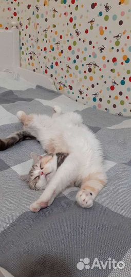 Кошка в добрые руки