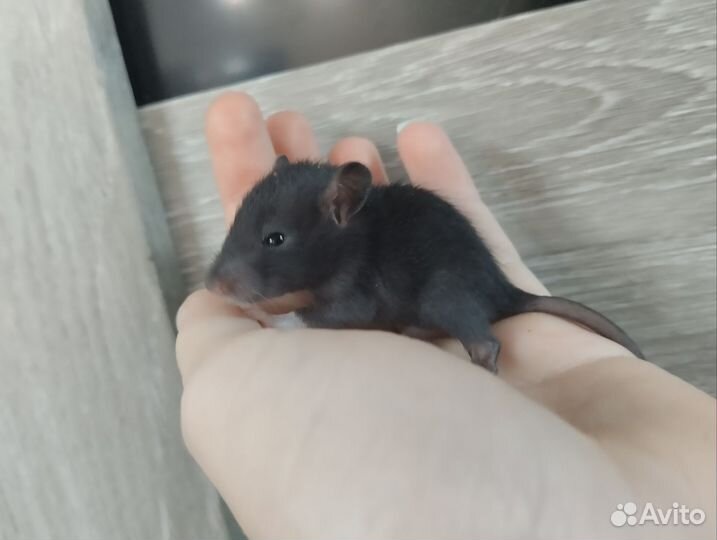 Крысы Дамбо