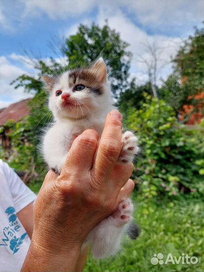 Кошка, котенок девочка