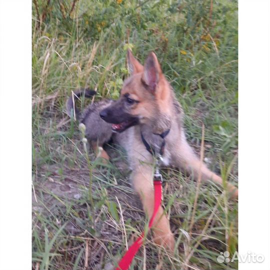 Собака метис овчарки стерильна